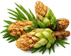 KetoSlim Cream — Kiefernknospenextrakt in der Formel